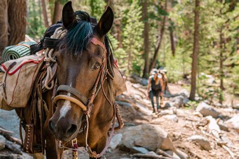 THE BEST 10 Horseback Riding in FREMONT, CA 